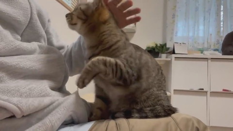 イラっからのコテン甘えネコちゃん