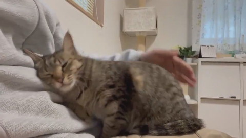 イラっからのコテン甘えネコちゃん