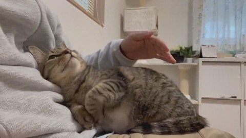 イラっからのコテン甘えネコちゃん