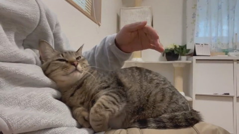 イラっからのコテン甘えネコちゃん