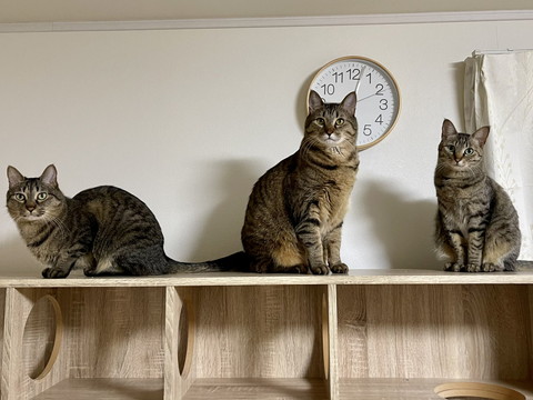 イラっからのコテン甘えネコちゃん