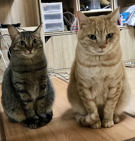 イラっからのコテン甘えネコちゃん