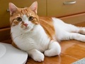 【ベストショット】面白いポーズの猫ちゃんたち 2021年2月号