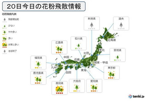 スギ花粉飛散中