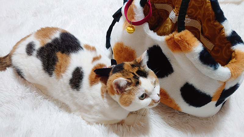 三毛猫の玉 sddefault.jpg