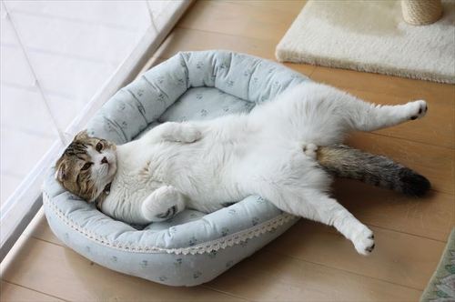 猫