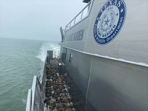 テキサス保護された亀