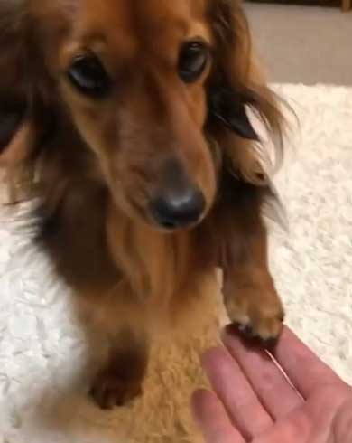 無償ではやらない 犬 媚び タイミング 知ってる お手 おやつ 愛とは