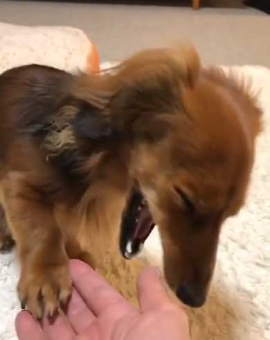 無償ではやらない 犬 媚び タイミング 知ってる お手 おやつ 愛とは