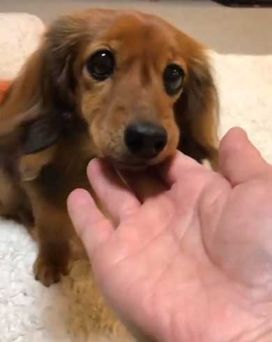 無償ではやらない 犬 媚び タイミング 知ってる お手 おやつ 愛とは