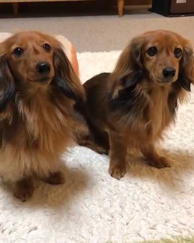 無償ではやらない 犬 媚び タイミング 知ってる お手 おやつ 愛とは