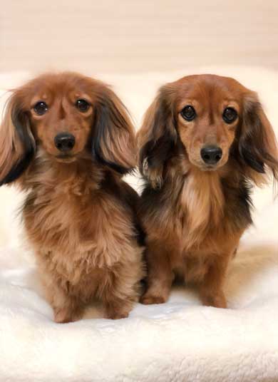 無償ではやらない 犬 媚び タイミング 知ってる お手 おやつ 愛とは