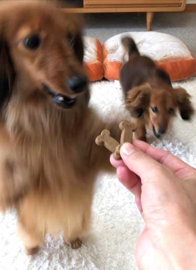 無償ではやらない 犬 媚び タイミング 知ってる お手 おやつ 愛とは
