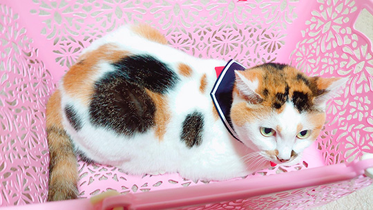 みるくくらうんさん