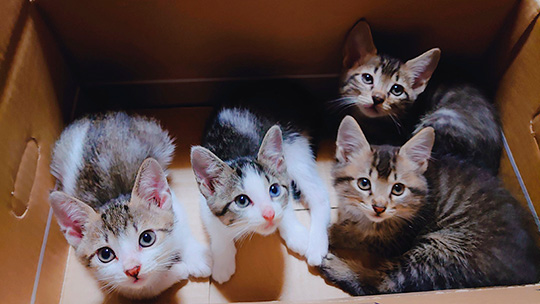 みるくくらうんさん