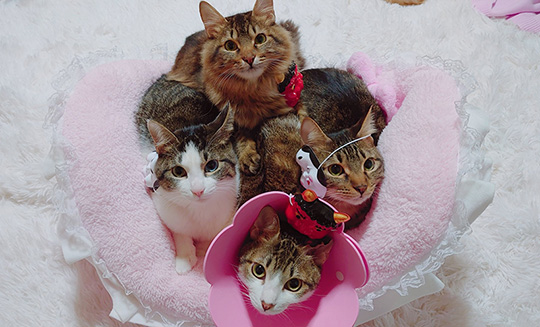 みるくくらうんさん