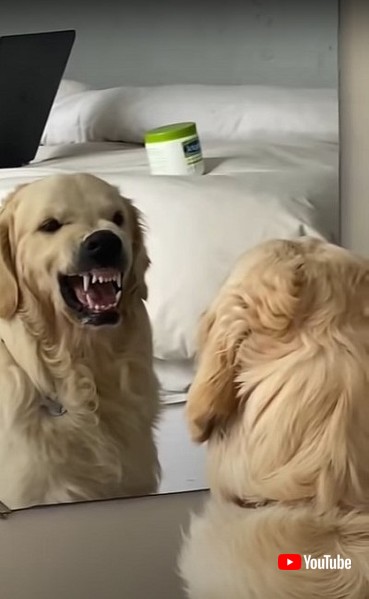 意地悪顔を練習するワンちゃん