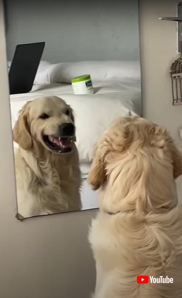 意地悪顔を練習するワンちゃん