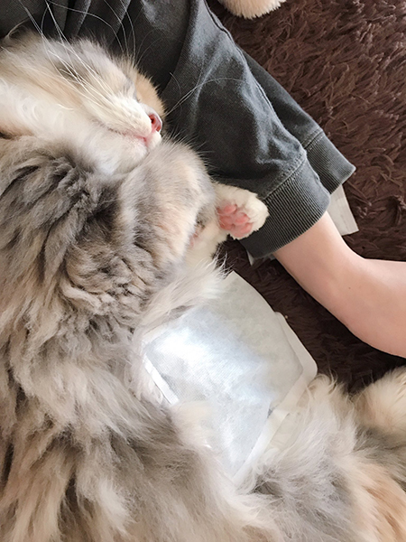 ホッカイロポコさん縦