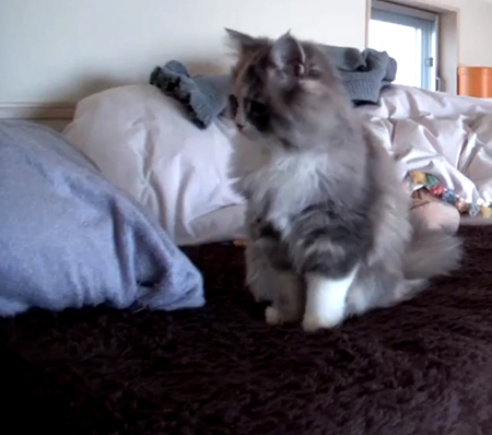 枕背景で左を向くポコさん