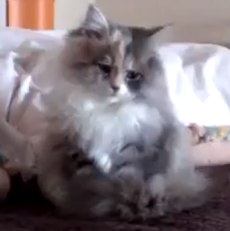 右下を見るポコさんアップ