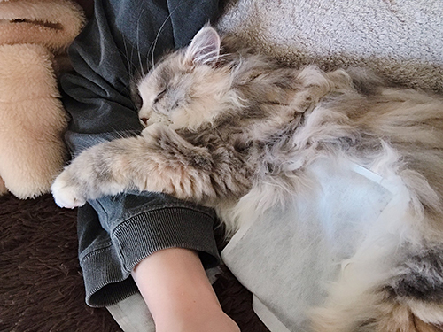 ホッカイロポコさん横