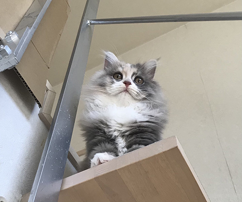 おにぎり顔ポコさん