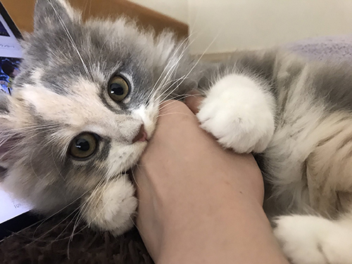 ガブガブポコさん