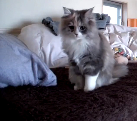 枕背景で正面を向くポコさん