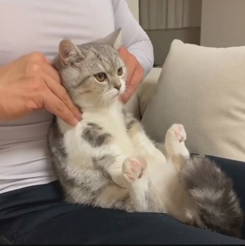 肩をもみもみされるネコちゃん