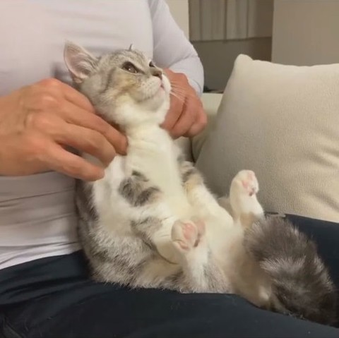 肩をもみもみされるネコちゃん