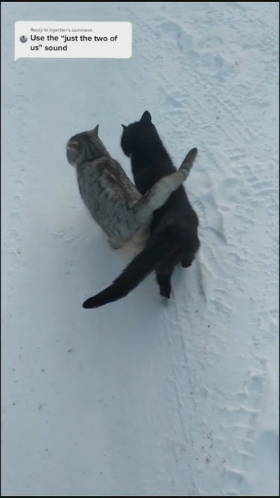 雪でもあったかネコちゃんたち