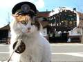 ニャンともかわいい……!!　和歌山電鐵がねこ耳電車「たま電車2」応援サポーター募る　リターンは「ニタマ」肉球印付きグッズ