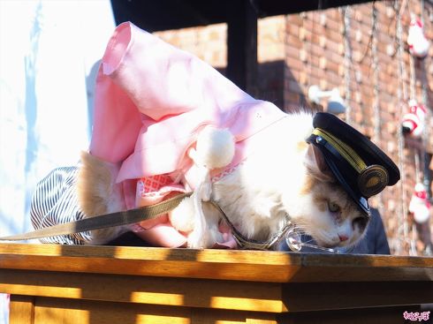 たま電車2 和歌山電鐵 貴志川線