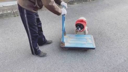 じいちゃんと犬 ノボルとりく 台車ドライブ