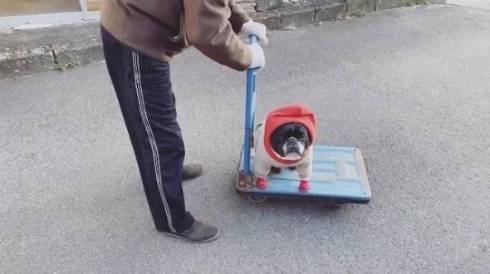 じいちゃんと犬 ノボルとりく 台車ドライブ