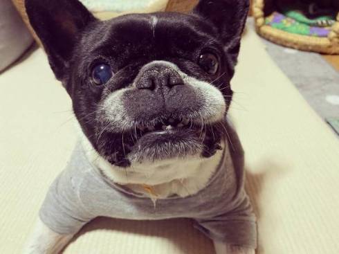 じいちゃんと犬 ノボルとりく 台車ドライブ