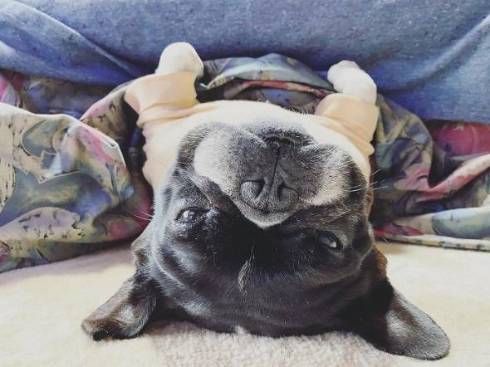 じいちゃんと犬 ノボルとりく 台車ドライブ