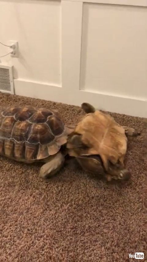 Helped By Brother