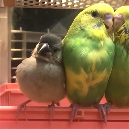 インコ先輩と甘えん坊文鳥
