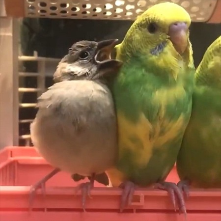 インコ先輩と甘えん坊文鳥