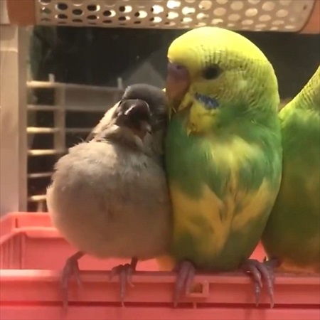 インコ先輩と甘えん坊文鳥