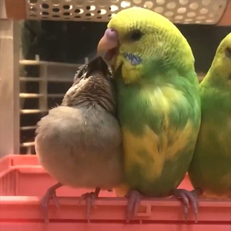 インコ先輩と甘えん坊文鳥