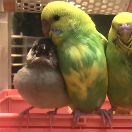 インコ先輩と甘えん坊文鳥