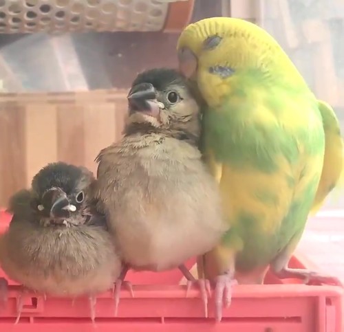 インコ先輩と甘えん坊文鳥