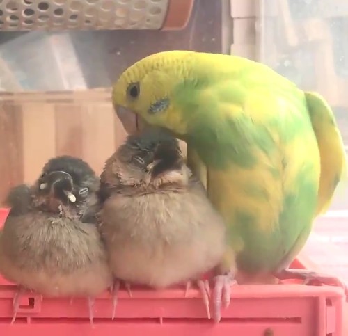 インコ先輩と甘えん坊文鳥
