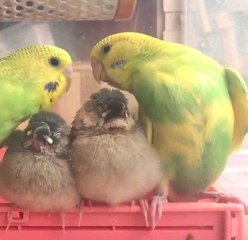 インコ先輩と甘えん坊文鳥