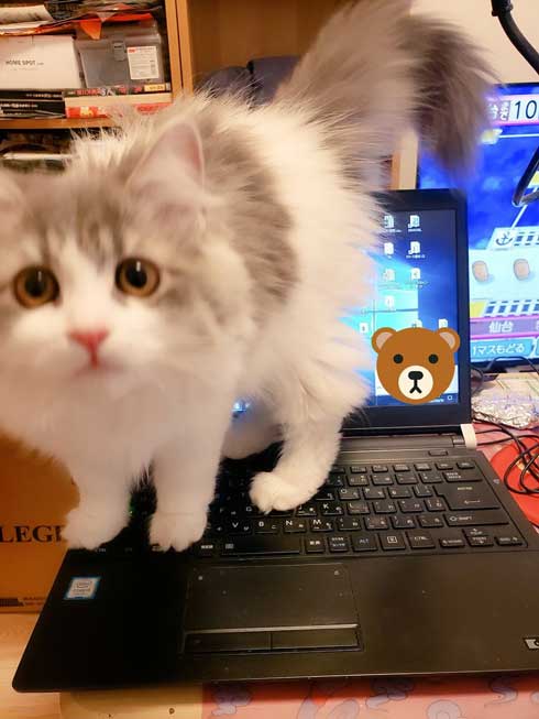 在宅 邪魔 猫 どうやって 仕事 パソコン 乗る サイベリアン