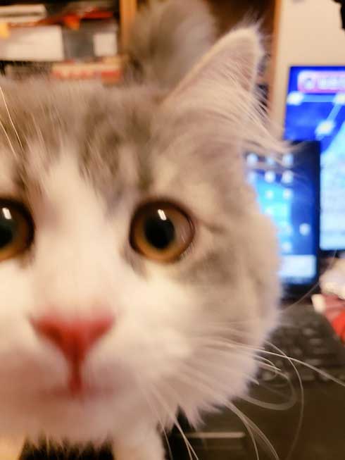 在宅 邪魔 猫 どうやって 仕事 パソコン 乗る サイベリアン