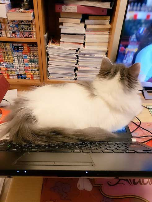 在宅 邪魔 猫 どうやって 仕事 パソコン 乗る サイベリアン